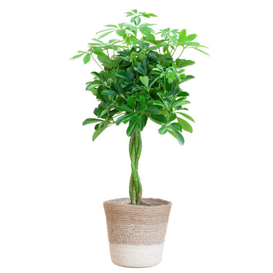Schefflera Nora mit Jute-Korb Lissabon – 70 cm – Pflanzfix24.de - Pflanzfix24.de