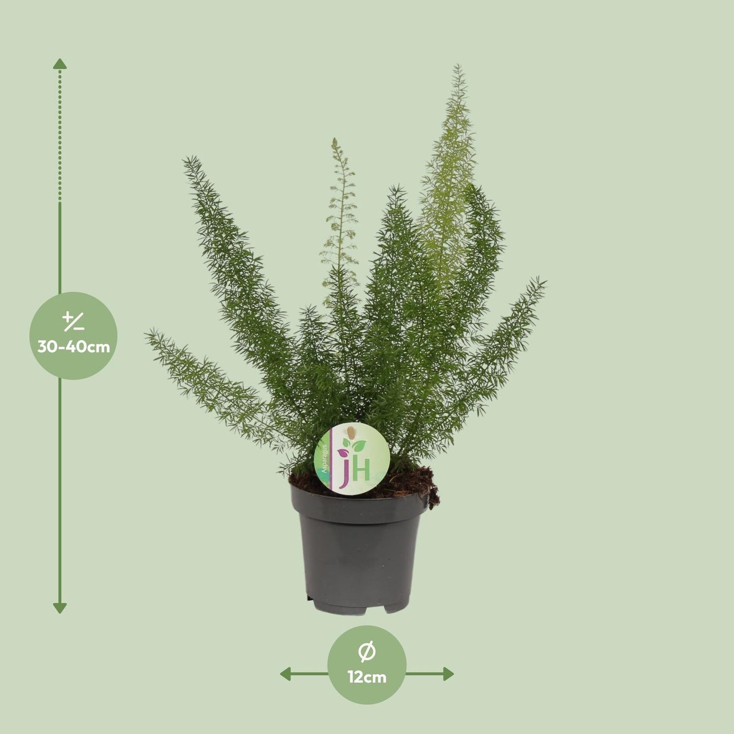 Asparagus Meyeri - Ø12cm - ↕35cm - Pflanzfix24