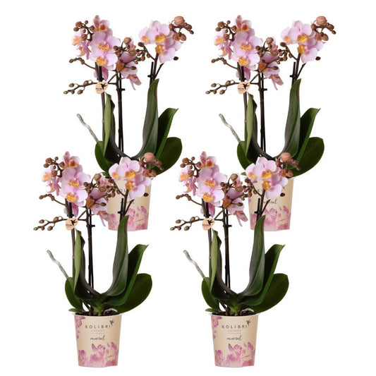 4er Set Phalaenopsis Andorra Rosa Ø9cm – Pflanzfix24.de - Pflanzfix24.de