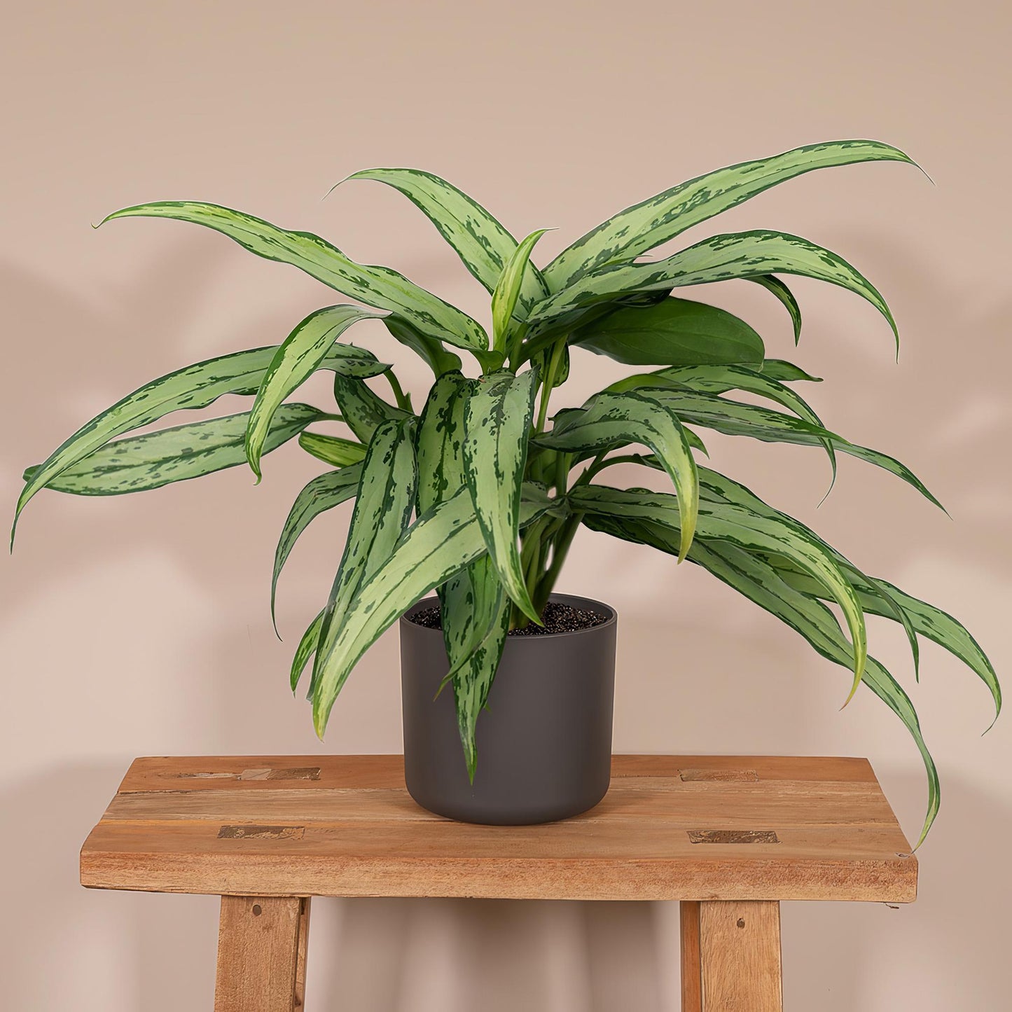 Aglaonema Cutlass - Pflanzfix24