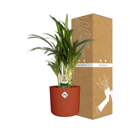 Dypsis Lutescens (Areca) 12cm - Bambuspalme - Pflanzfix24