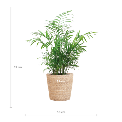 Chamaedorea Elegans mit Sofia-Korb natur - 55cm - Ø17 - Pflanzfix24