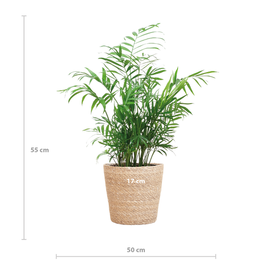 Chamaedorea Elegans mit Sofia-Korb natur - 55cm - Ø17 - Pflanzfix24