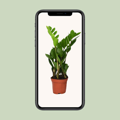 Zamioculcas Zamiifolia Ø12cm, 40cm – Pflegeleichte ZZ-Pflanze | Pflanzfix24.de - Pflanzfix24.de