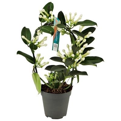 Stephanotis Boog 9-10 Tros P12 - Ø12cm - ↕40cm bei Pflanzfix24