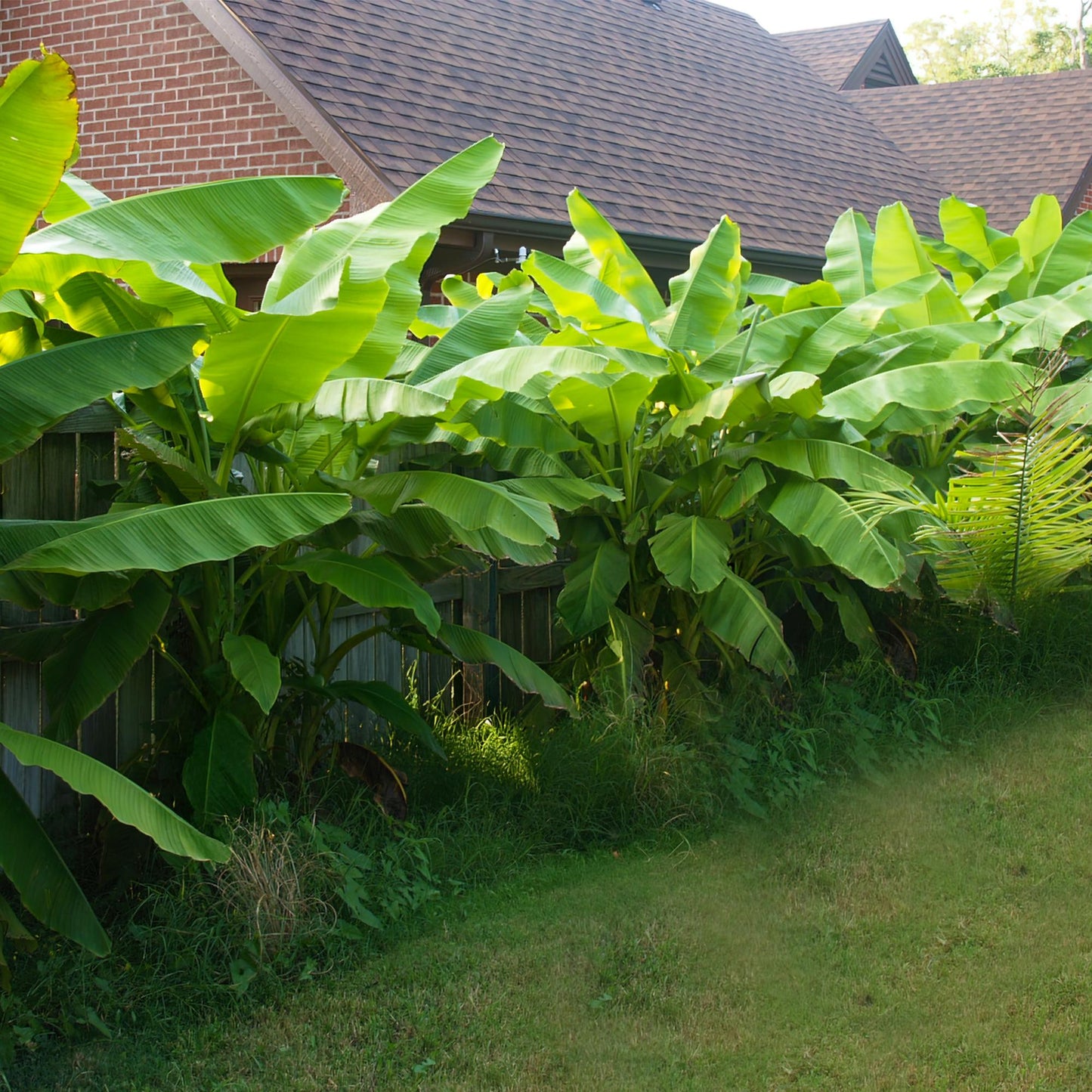 pflanzfix24 - Musa Basjoo - Winterharte Gartenbanane - 6 Pflanzen - Topf 17cm