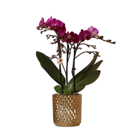 Lila Phalaenopsis Orchidee Mineral Wien + Diamond Gold Topf Ø9cm – Pflanzfix24.de - Pflanzfix24.de