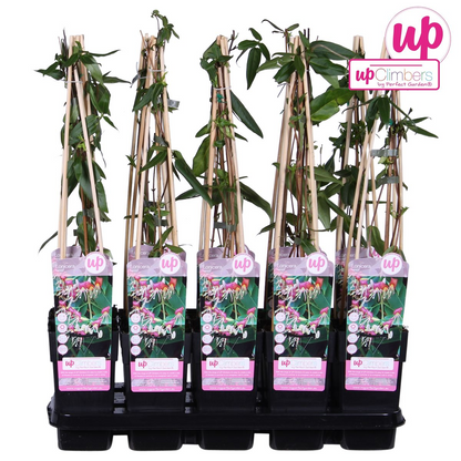 Lonicera henryi Immergrünes Geißblatt Ø15cm – Pflanzfix24.de - Pflanzfix24.de