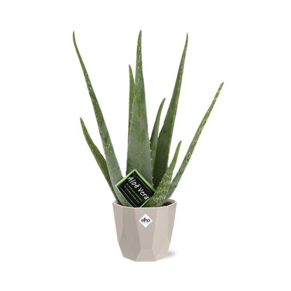Aloe Vera 12cm in ELHO b.for rock 14 cm warm grey - Pflanzfix24