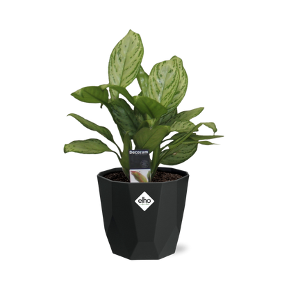 Aglaonema Christina - Pflanzfix24