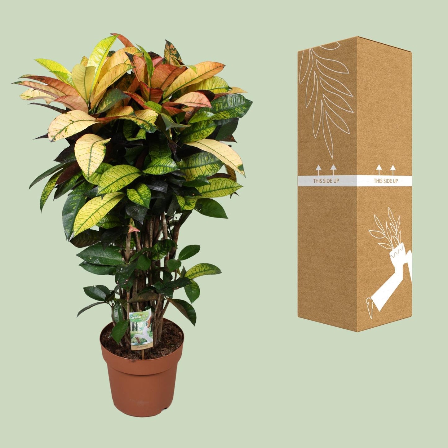 Codiaeum Mrs Iceton - Ø24cm - ↕80cm - Pflanzfix24