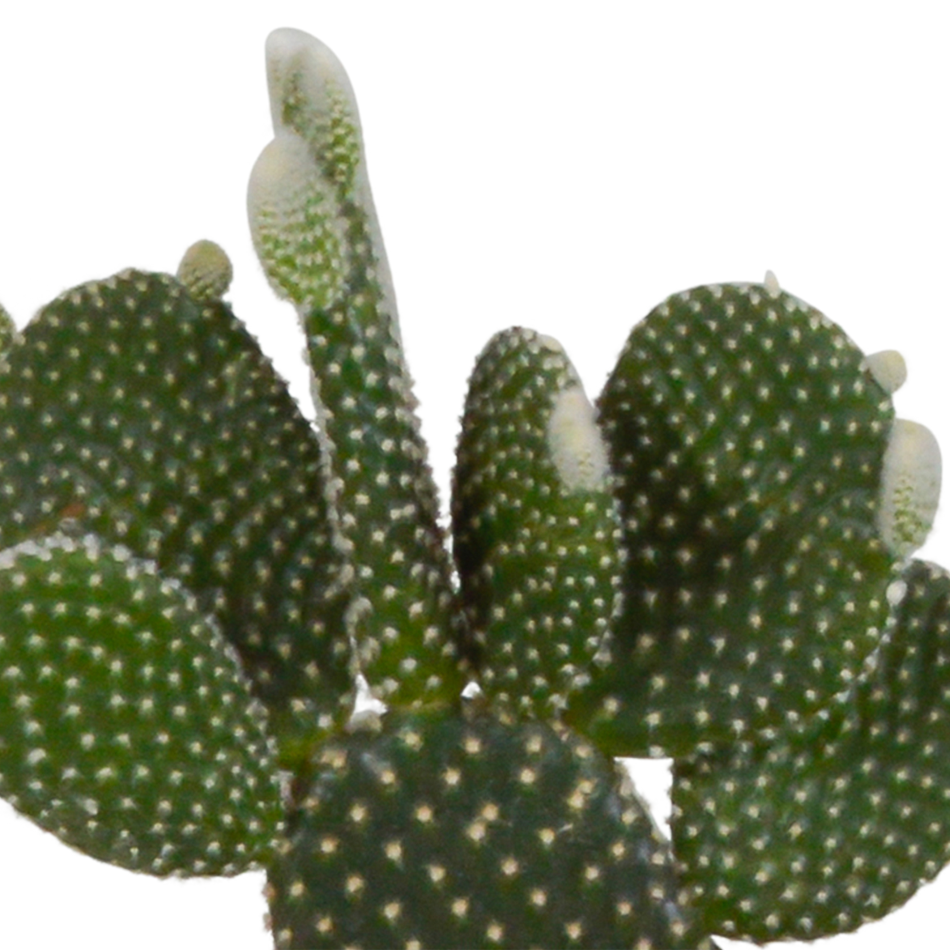 Kakteenmischung 10,5 cm - 3x - in witte pot - Pflanzfix24.de - Pflanzfix24.de