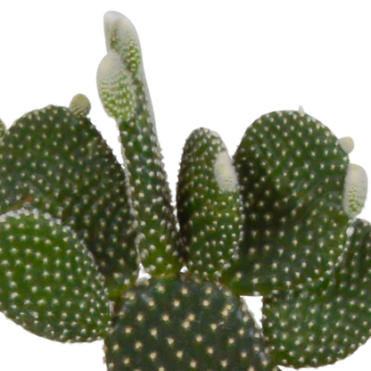 Kakteenmischung 10,5 cm - 3x - in witte pot - Pflanzfix24.de - Pflanzfix24.de