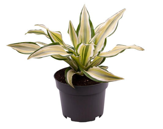 Dracaena Malaika - Ø12 ↕22 - Pflanzfix24