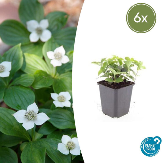 6x Cornus canadensis - Bodendecker-Pflanze - Pflanzfix24.de - Pflanzfix24.de