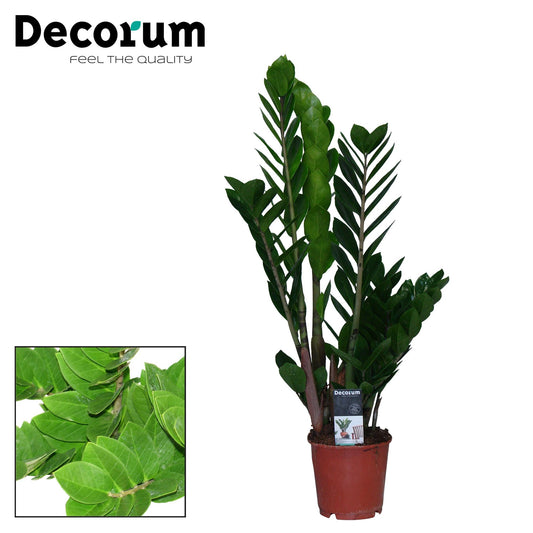 Zamioculcas Zamiifolia - Ø14cm - ↕65cm bei Pflanzfix24