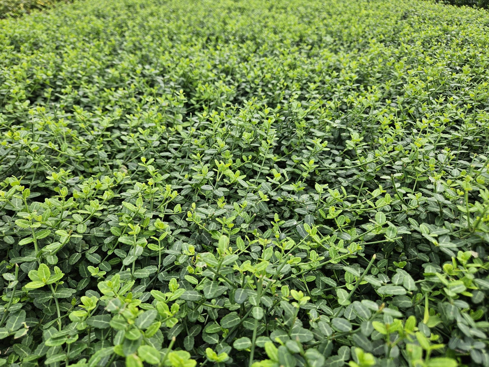 40x Euonymus fort. 'Minimus' - ↕10-25cm - Ø9cm bei Pflanzfix24.de - Pflanzfix24.de