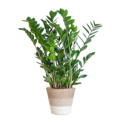 Zamioculcas mit Jutekorb Lissabon – 80cm – Pflanzfix24.de - Pflanzfix24.de
