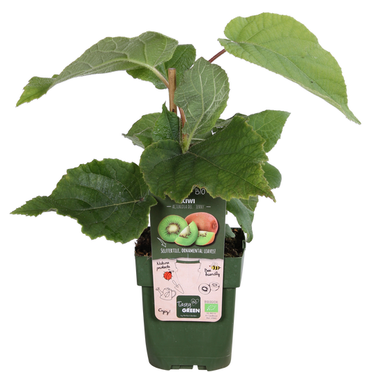 Actinidia delciosioa 'Jenny' - Kiwi - Ø13cm - ↕45cm bei Pflanzfix24