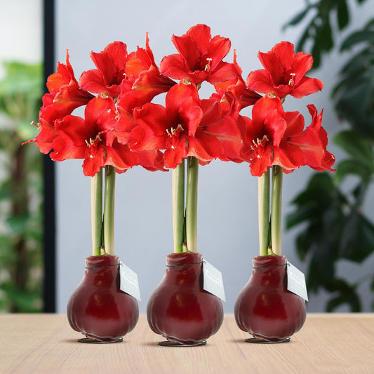 No Water Flowers® (wax amaryllis) | Waxz® Colours Bordeaux (3 pack) + Red flower - Pflanzfix24