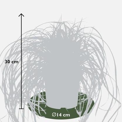 5x - Carex Mix - ↨30cm - Ø14 - Pflanzfix24