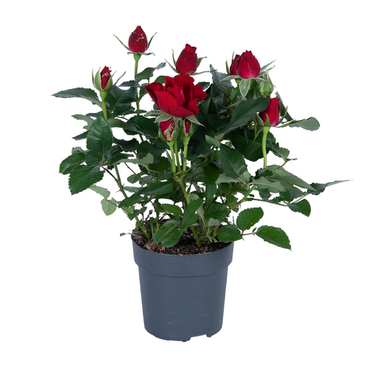 Topfrose Rosa rood Ø17cm | Pflegeleicht & Halbschatten | Pflanzfix24.de - Pflanzfix24.de