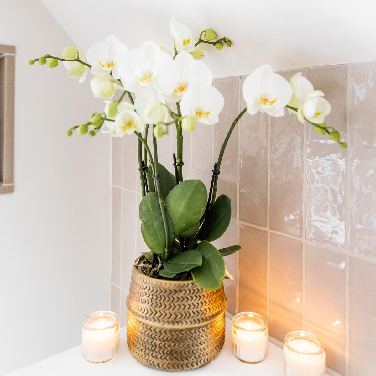 Phalaenopsis Orchidee Jewel Weiß im Groove-Topf – Pflanzfix24.de - Pflanzfix24.de