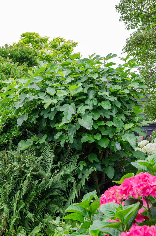 Ficus Gustissimo Perretta - Ø13 - ↨45cm - Pflanzfix24