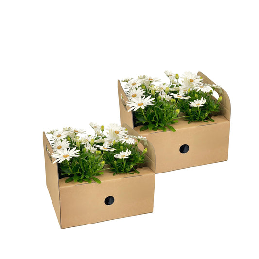 8x Osteospermum ecklonis Weiß Ø12 cm - ↕20 cm - Pflanzfix24