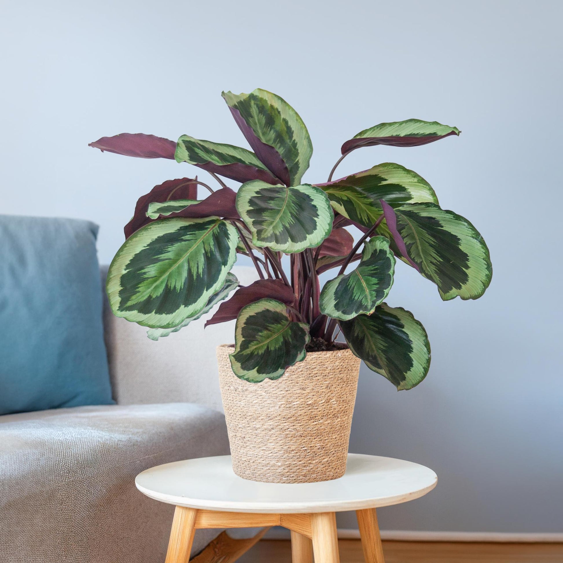 Calathea Medaillon mit Sofia-Korb natur - 65cm - Ø21 - Pflanzfix24.de - Pflanzfix24.de