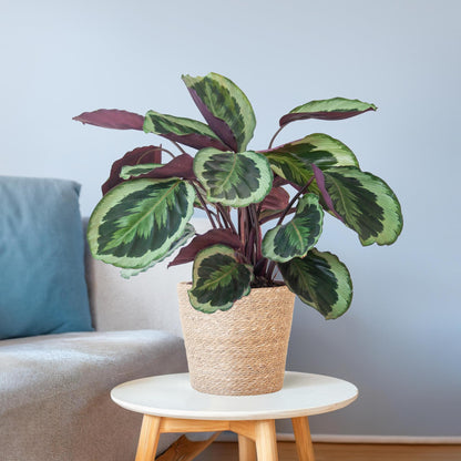 Calathea Medaillon mit Sofia-Korb natur - 65cm - Ø21 - Pflanzfix24.de - Pflanzfix24.de