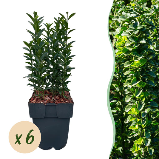 Pflanzfix24.de - Euonymus japonica Green Spire - 6 Pflanzen - 1m - immergrün - Pflanzfix24.de