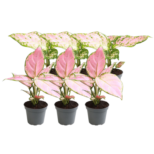6x Aglaonema Mix - Pflanzfix24.de - Pflanzfix24.de