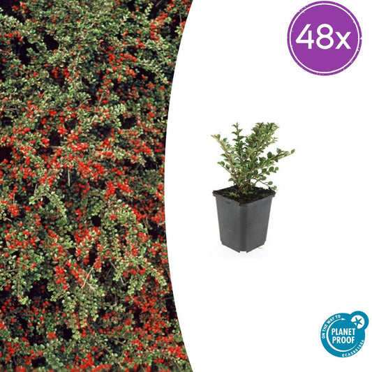 48x Cotoneaster horizontalis - ↕10-25cm - Ø9cm - Pflanzfix24