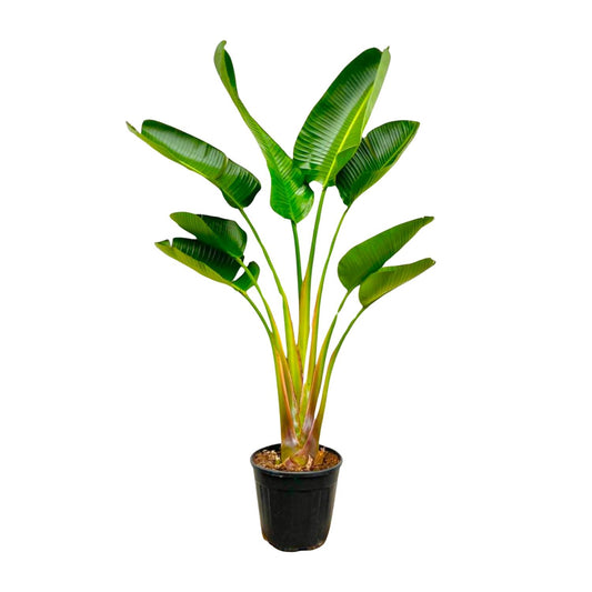 Strelitzia Augusta 160 cm Ø24 – Weißer Paradiesvogel | Pflanzfix24.de - Pflanzfix24.de