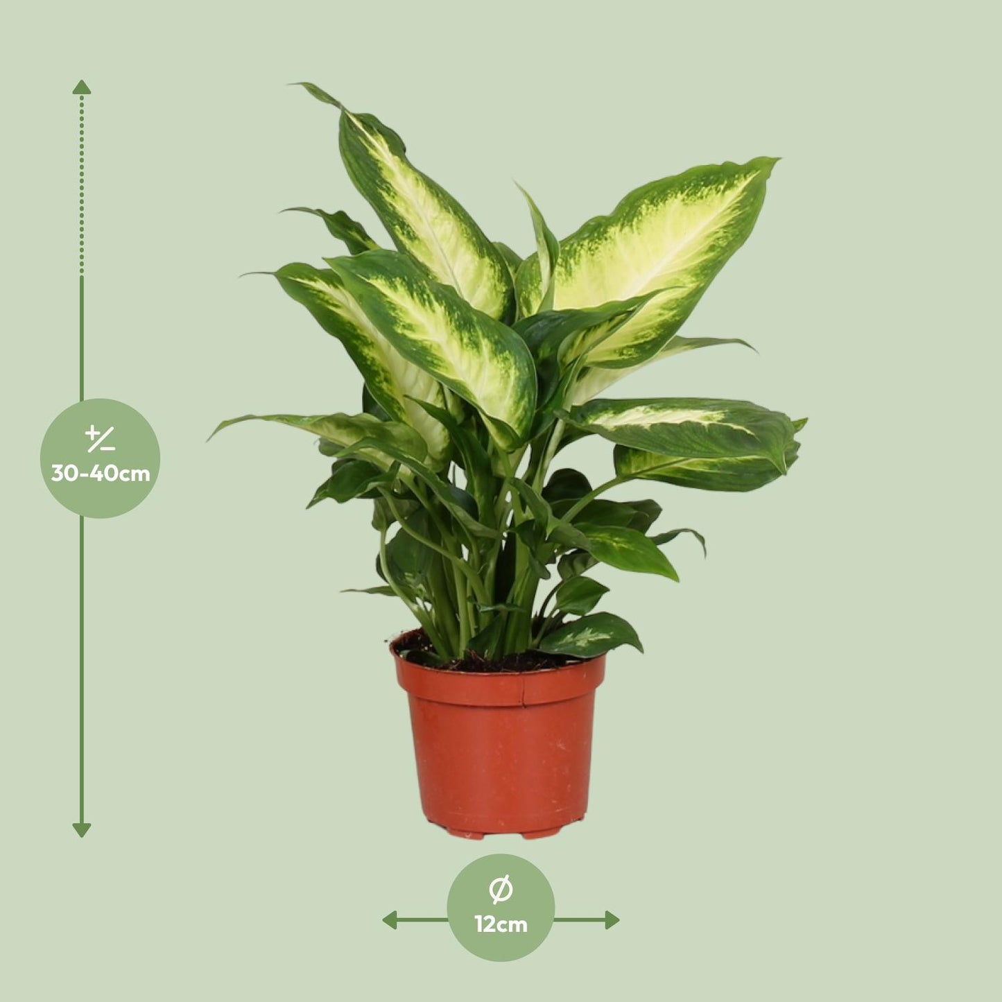 Dieffenbachia Camilla - Ø12cm - ↕35cm - pflanzfix24