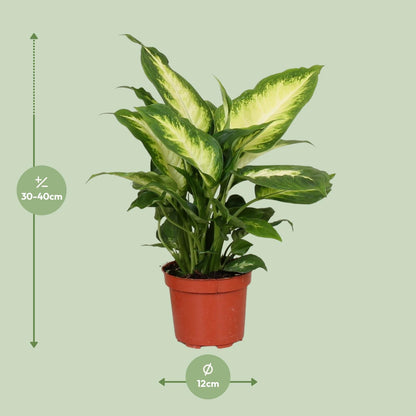 Dieffenbachia Camilla - Ø12cm - ↕35cm - pflanzfix24