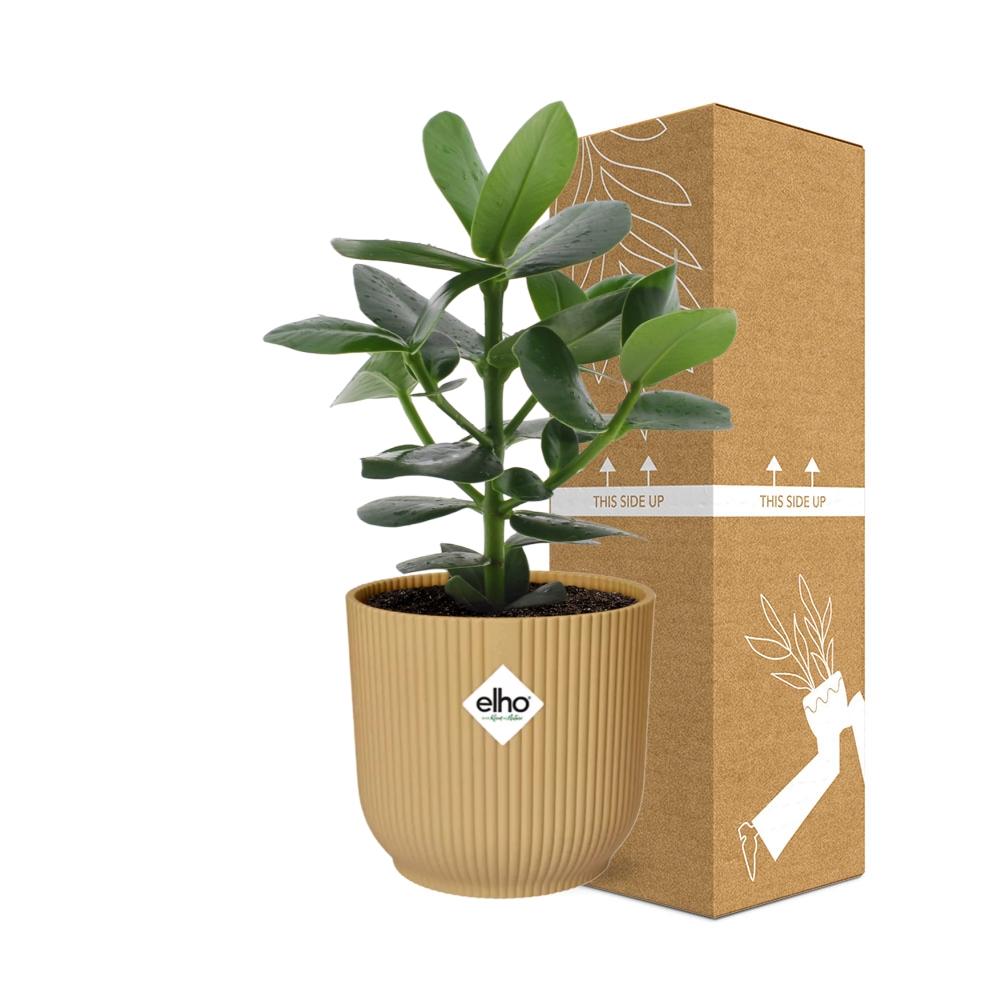 Clusia Princess in ELHO Vibes Fold 14cm geel - pflanzfix24