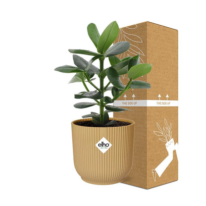 Clusia Princess in ELHO Vibes Fold 14cm geel - pflanzfix24