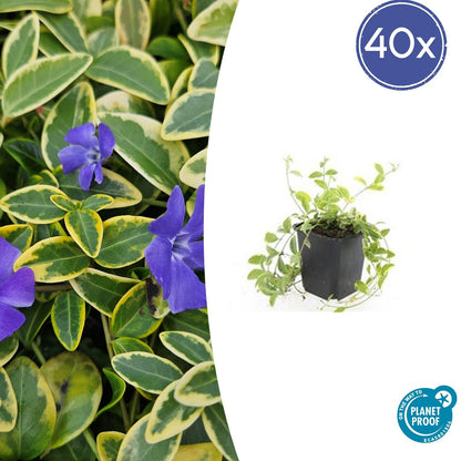 40x Vinca minor 'Aureovariegata' – Bodendecker – Pflanzfix24