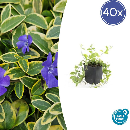 40x Vinca minor 'Aureovariegata' – Bodendecker – Pflanzfix24