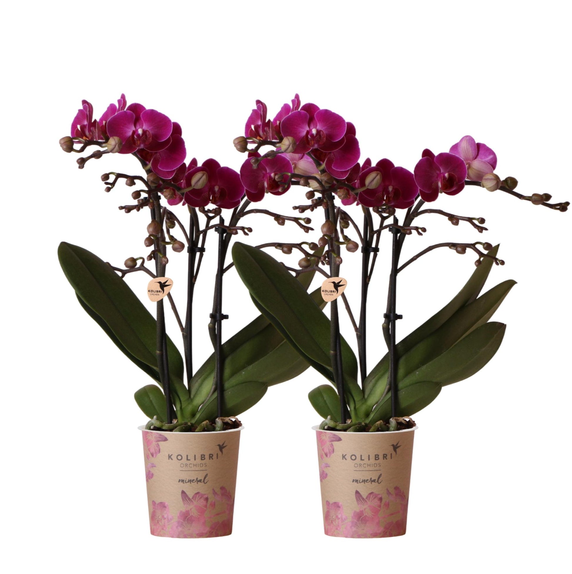 2er Set Phalaenopsis Morelia Lila Ø9cm – Pflanzfix24.de - Pflanzfix24.de