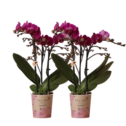 2er Set Phalaenopsis Morelia Lila Ø9cm – Pflanzfix24.de - Pflanzfix24.de