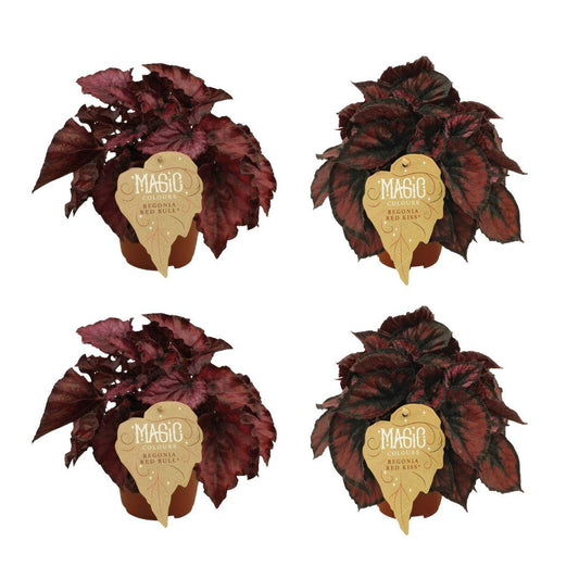 4er Set Begonia Rex Redbull & Red Kiss - Ø12cm - ↕25cm - Pflanzfix24