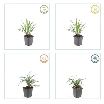 12x Liriope muscari 'Ingwersen' Bodendecker 10-25cm – Pflanzfix24.de - Pflanzfix24.de