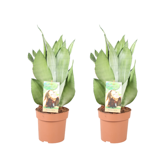 Sansevieria Moonshine 2er Set Ø14cm 40cm | Pflanzfix24.de - Pflanzfix24.de
