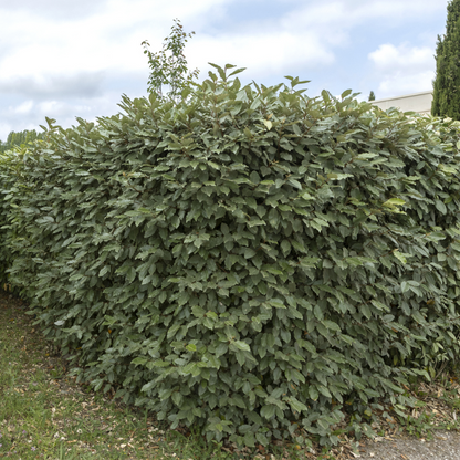 25 Große Ölweide Pflanzen - pflanzfix24