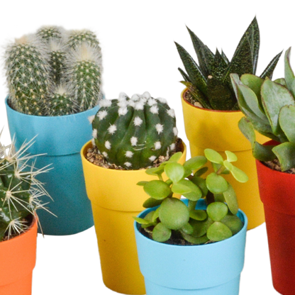 Cactus en vetplanten Mischung 5,5 cm | 15 stück - in gekleurde plasticpot - Pflanzfix24.de - Pflanzfix24.de