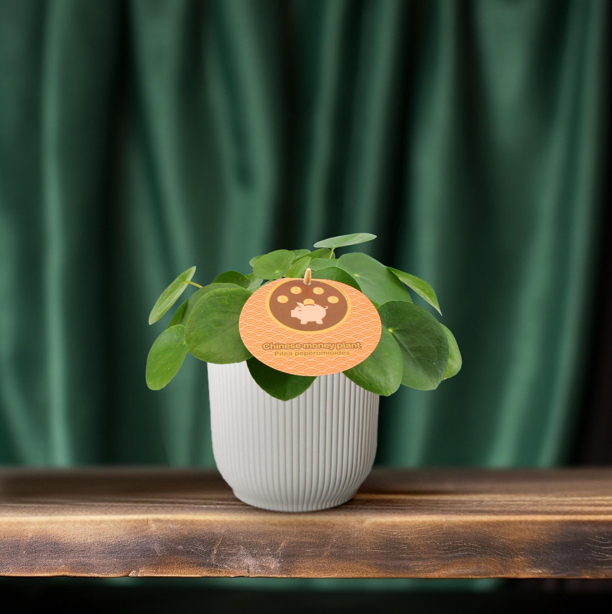 Pilea Peperomioides Ø12cm – Aluminium-Pflanze bei Pflanzfix24.de - Pflanzfix24.de
