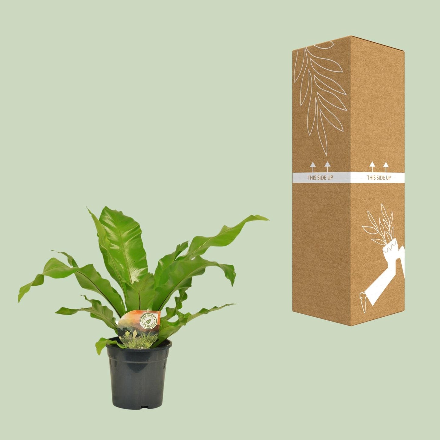 Asplenium Nidus - Ø17cm - ↕60cm - Pflanzfix24